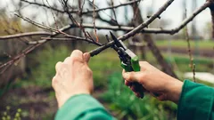 Non buttare via i rami dopo la potatura: 12 modi per trasformarli in una risorsa per il giardino