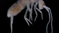 Quasi 2 chilometri sotto la superficie: qual è l’animale terrestre che vive più in profondità?