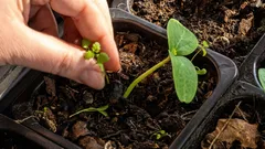 Cosa seminare obbligatoriamente nel semenzaio a marzo: gli orticoltori esperti sono già al lavoro